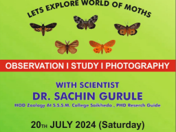 Moth Walk 2024